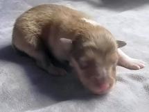puppies