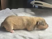 puppies