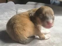 puppies