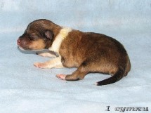 puppies