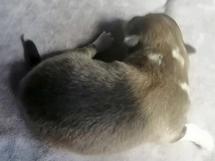 puppies