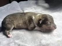 puppies