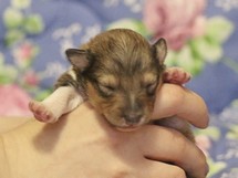 puppies