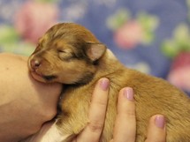 puppies