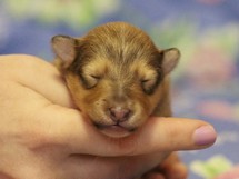 puppies