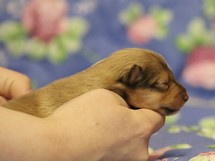 puppies