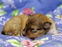 puppies