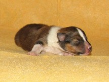 puppies