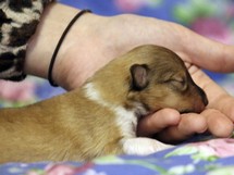 puppies
