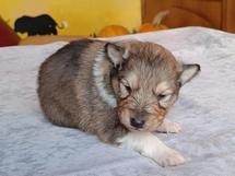puppies
