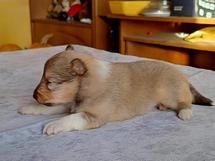 puppies
