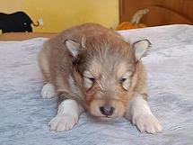 puppies