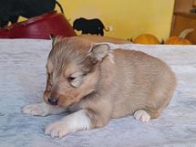 puppies