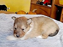 puppies
