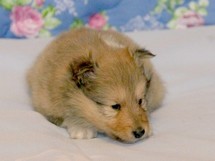 puppies