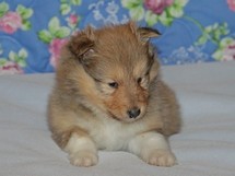 puppies