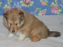 puppies