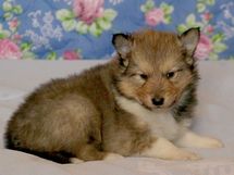 puppies