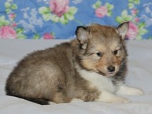 puppies