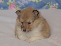 puppies