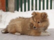puppies