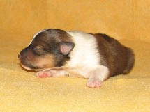 puppies