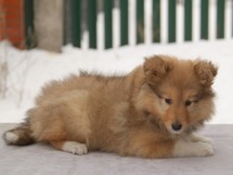 puppies
