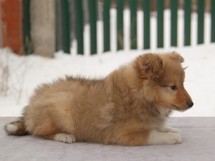 puppies