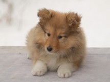 puppies