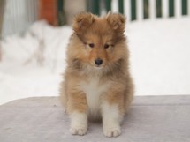 puppies