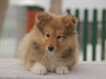 puppies