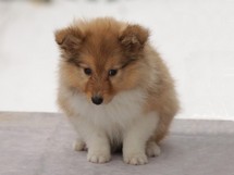 puppies