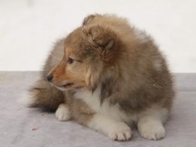 puppies