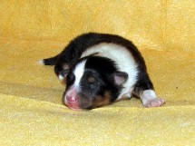 puppies