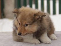 puppies