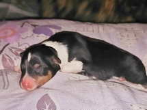 puppies