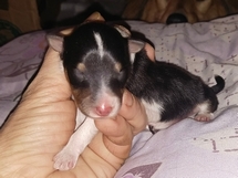 puppies
