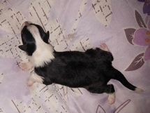 puppies
