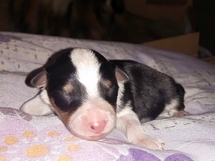 puppies