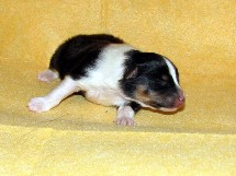 puppies