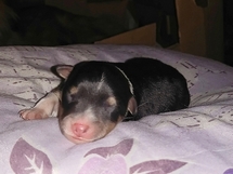 puppies