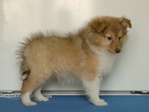 puppies