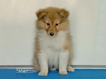 puppies