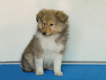 puppies