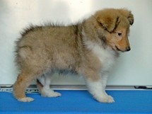 puppies
