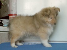 puppies
