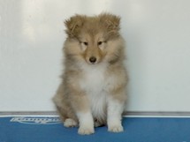puppies