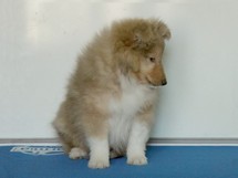 puppies