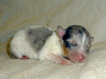 puppies