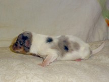 puppies